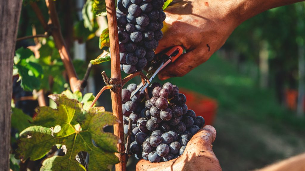 Grapes being cut from the vine by hand