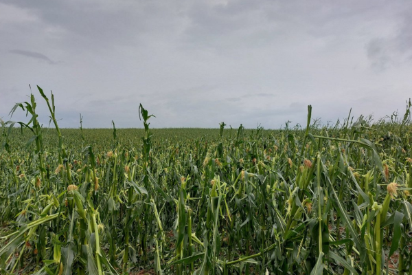 Damaged corn field in Zemgale, 2023 (© Latvian Radio)